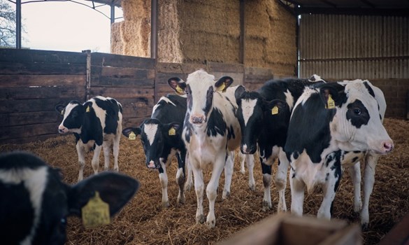 Black and white calves in a barn